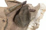 Detailed Metacanthina Trilobite With Cephalopods #339604-4